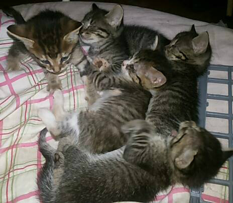 5 gatinhos para doação estão com quase 2 meses, interessados ligar 67-96463316 (whats também)